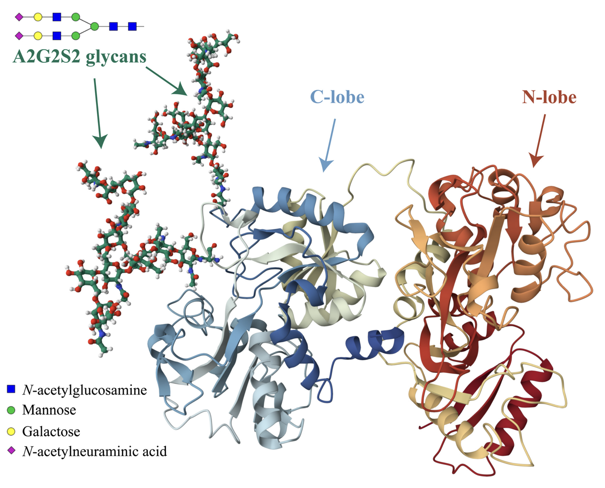 Transferrin with glycan structures